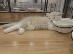 -袖虎·猫馆(体育西路店)