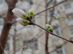 -桃花堤公园