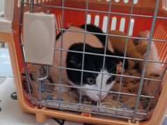 -安安宠医宠物医院·异宠·犬猫内科(岳阳分院)