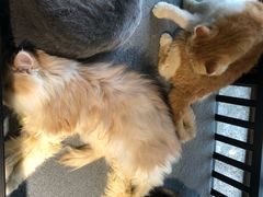 -more than meow吴止猫主题餐厅(承德 中船汇店)