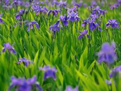 -白鹭湾湿地公园