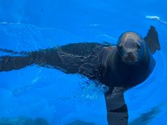 -上海海昌海洋公园