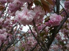 android_upload_pic-高东镇樱花园