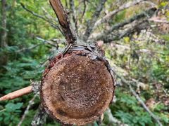 -五营红松林海景区