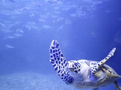 -太平洋海底世界