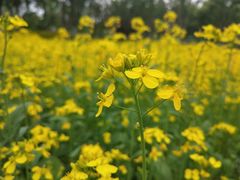 -1973继光香香鸡(合生汇购物中心店)