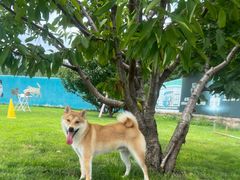 -趣玩宠物乐园寄养训犬训狗游泳池