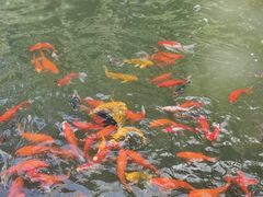 -温江公园