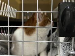 -艾贝尔宠物医院·24H转诊中心·肿瘤猫专科(江宁双龙店)