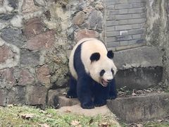 -都江堰中华大熊猫苑