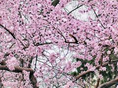 -北京师范大学附属中学