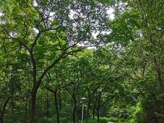 -三水森林公园