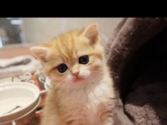 -babydoll猫舍·米努特·德文·缅因(久光中心店)