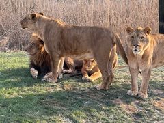-北京野生动物园