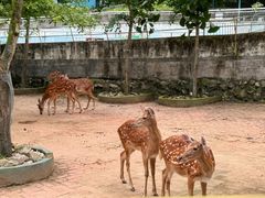 -大连森林动物园