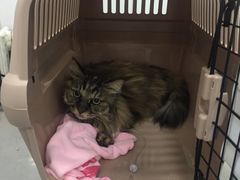 -北京赛佳动物医院