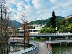 -银湖山郊野公园-相思林