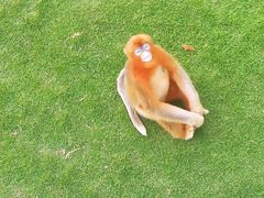 -西霞口神雕山野生动物世界