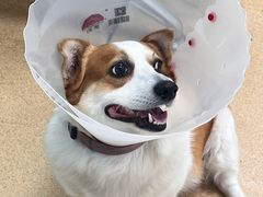 -瑞派·关忠动物医院·猫专科·犬专科(三环新城店)