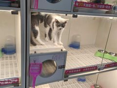 -lincat·猫舍(广州店)