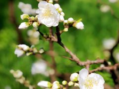 -南汇桃花村