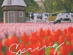 -大宁郁金香公园-停车场