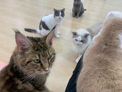 -1013 PET SHOP 宠物商店(近铁城市广场店)