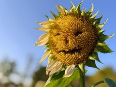 -花开海上生态园