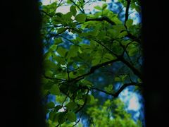 -武夷山风景名胜区-玉女峰