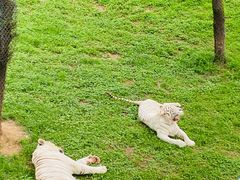 -西霞口神雕山野生动物世界