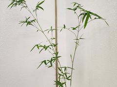 -八马茶业·茶馆茶室(罗湖万象城店)