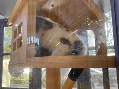 -悠尼宠物·独立低压伊珊娜洗护·美容·寄养(兰谷路店)