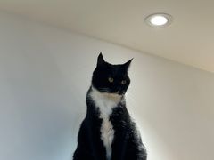 -是阿柴呀！柴犬咖啡·爱喵喵猫咖