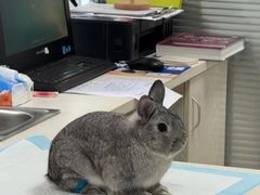 -美美宠物诊疗中心·异宠·骨科(滨江东信分院)