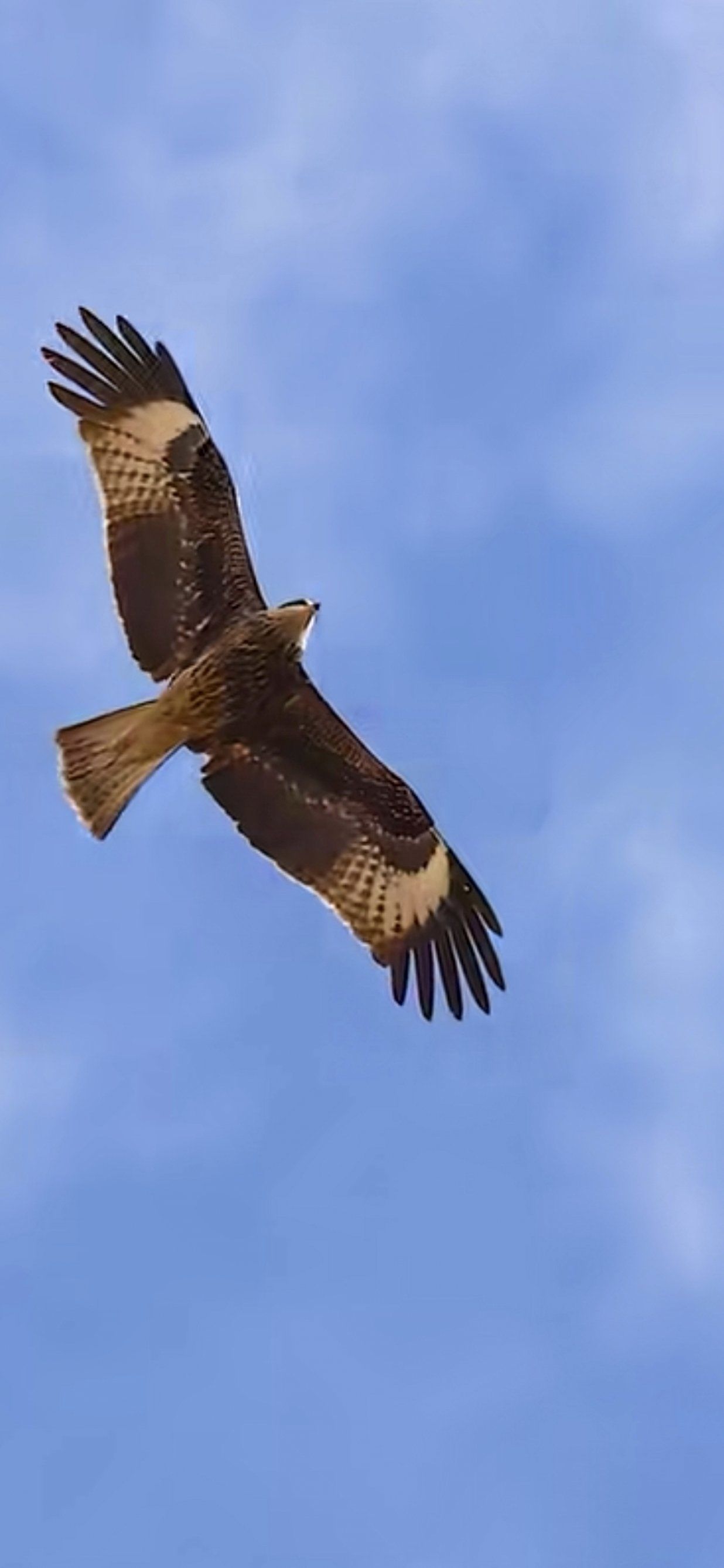 草原天空之王鹰