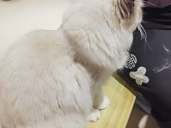 -藏猫猫咖啡主题馆(中央大道店)