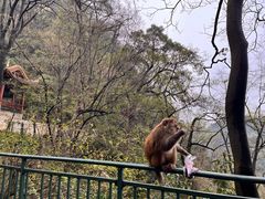 -黔灵山公园