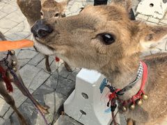 -栾川竹海野生动物园