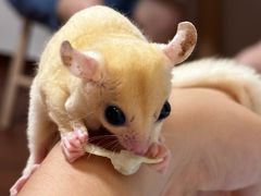 -楼上猫咖(罗湖店)
