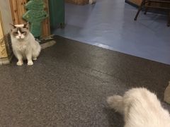 -猫色咖啡·猫咖