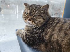 -伟伟宠物医院·瑞派猫友好医院·猫科(光谷店)