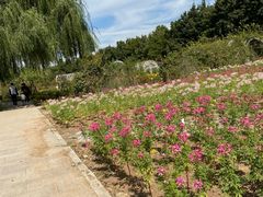 -石家庄市植物园