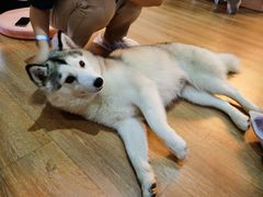 -Husky Go! 哈士奇体验馆·宠物咖啡厅狗咖