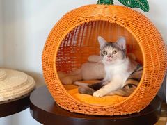 -Cappucimeow猫咪咖啡馆(韦伯时代店)