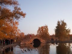 -金塔沙漠胡杨林景区