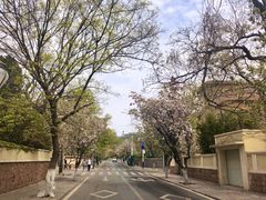 -八大关景区