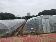 -胜丰草莓采摘园