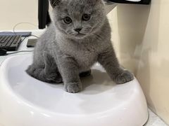 -萌兽医馆·犬猫专科·眼科中心·宠物医院(朝阳门分院)