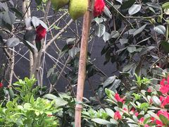 -金科花卉市场