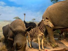 -陕西自然博物馆